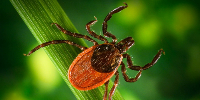 Страховка от укуса клеща в 2023 году